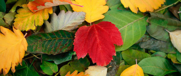 Make autumn leaf crowns and develop language with your child this Bonfire Night